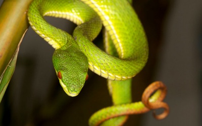 Rắn lục đuôi đỏ cắn 5 người ở Quảng Trị